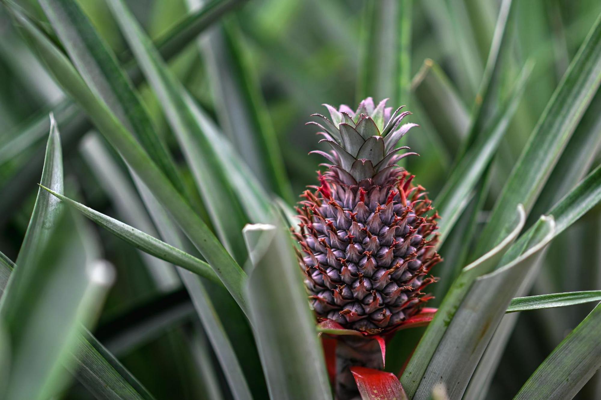 Pineapple Studio Ponta Delgada  Luaran gambar