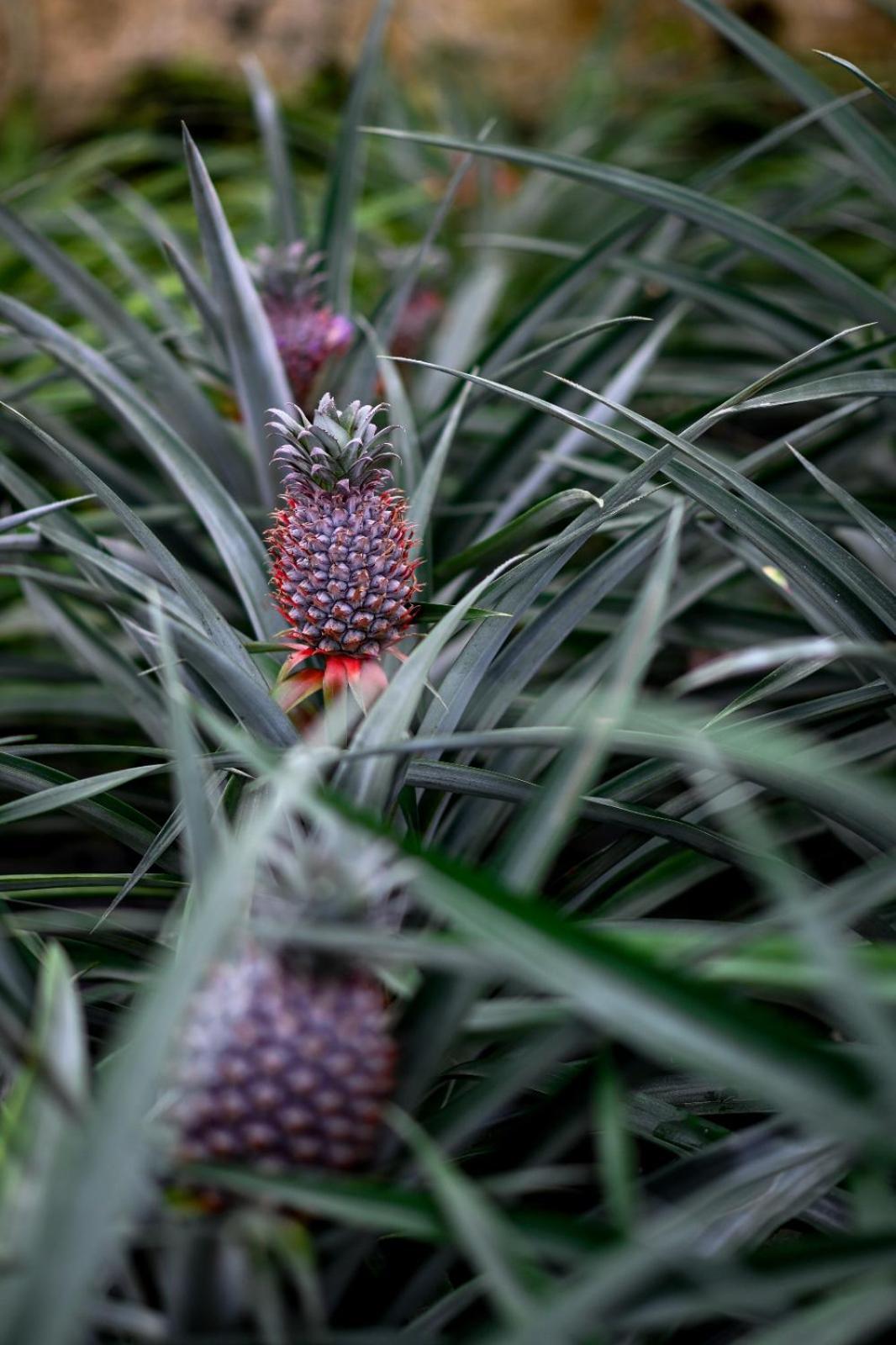 Pineapple Studio Ponta Delgada  Luaran gambar