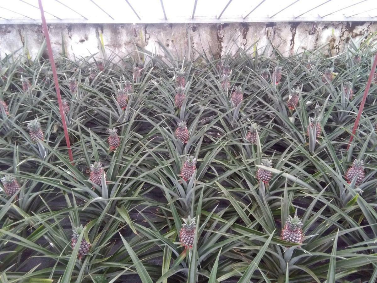 Pineapple Studio Ponta Delgada  Luaran gambar
