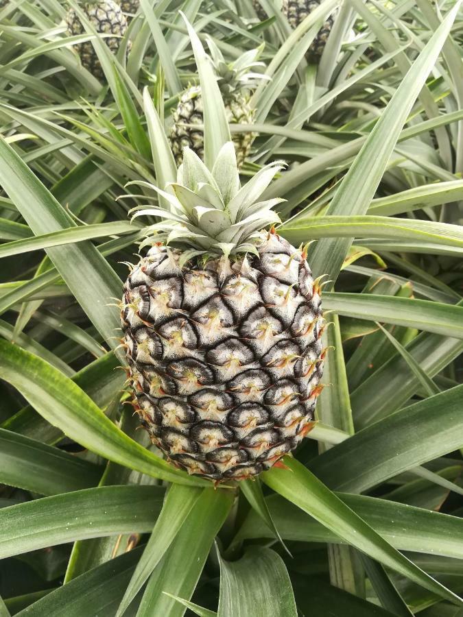 Pineapple Studio Ponta Delgada  Luaran gambar