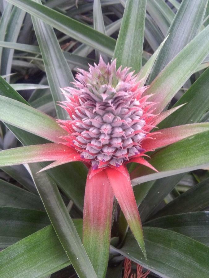 Pineapple Studio Ponta Delgada  Luaran gambar
